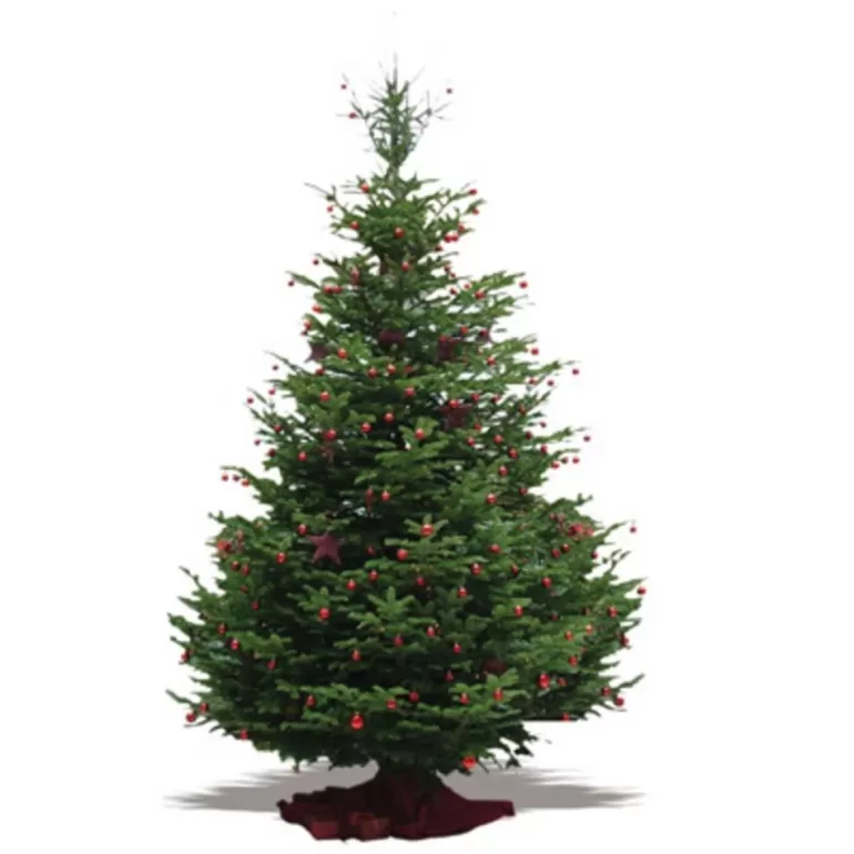 Flash Sale Sapins Grand Sapin Nordmann