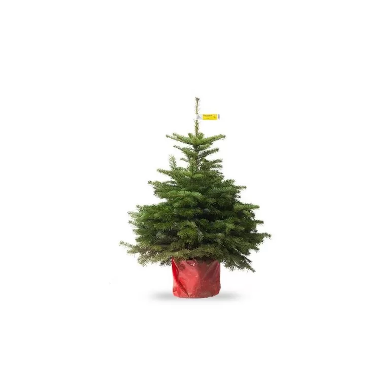 Best Sapins Petit Sapin Nordmann En Pot 60Cm / 80Cm