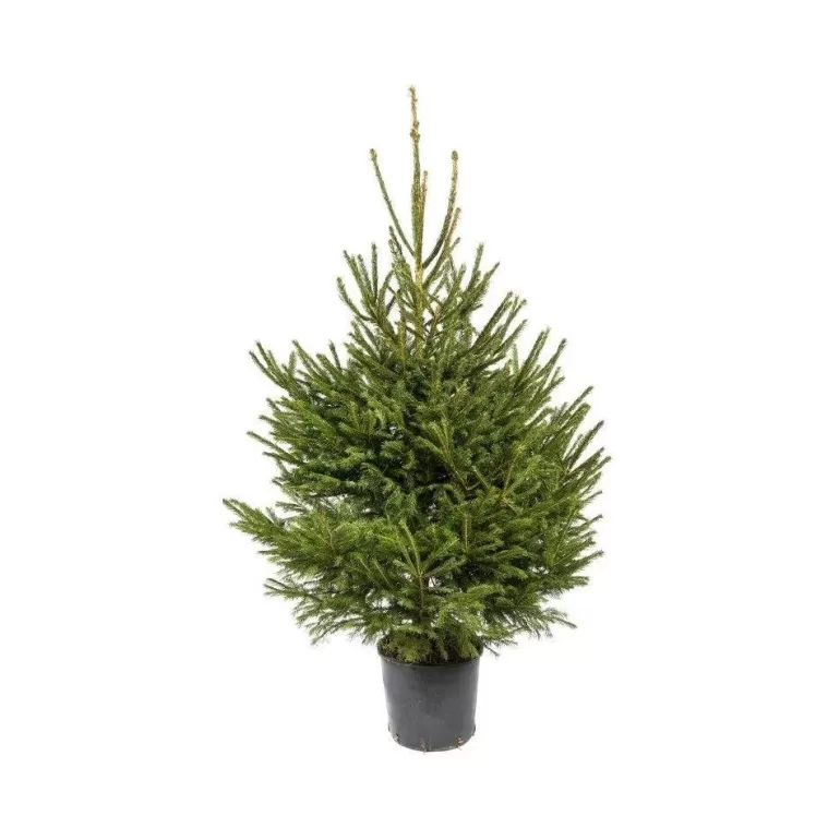 Store Sapins Sapin Epicea Naturel En Pot