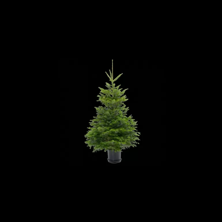 Store Sapins Sapin Nordmann En Pot