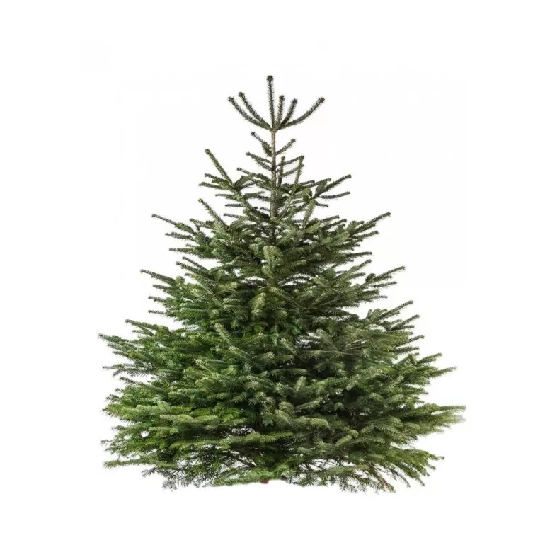 Shop Sapins Sapin Nordmann Naturel